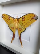 Image of Argema Mittrei