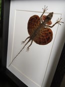 Image of Lézard Draco Volans