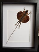 Image of Lézard Draco Volans