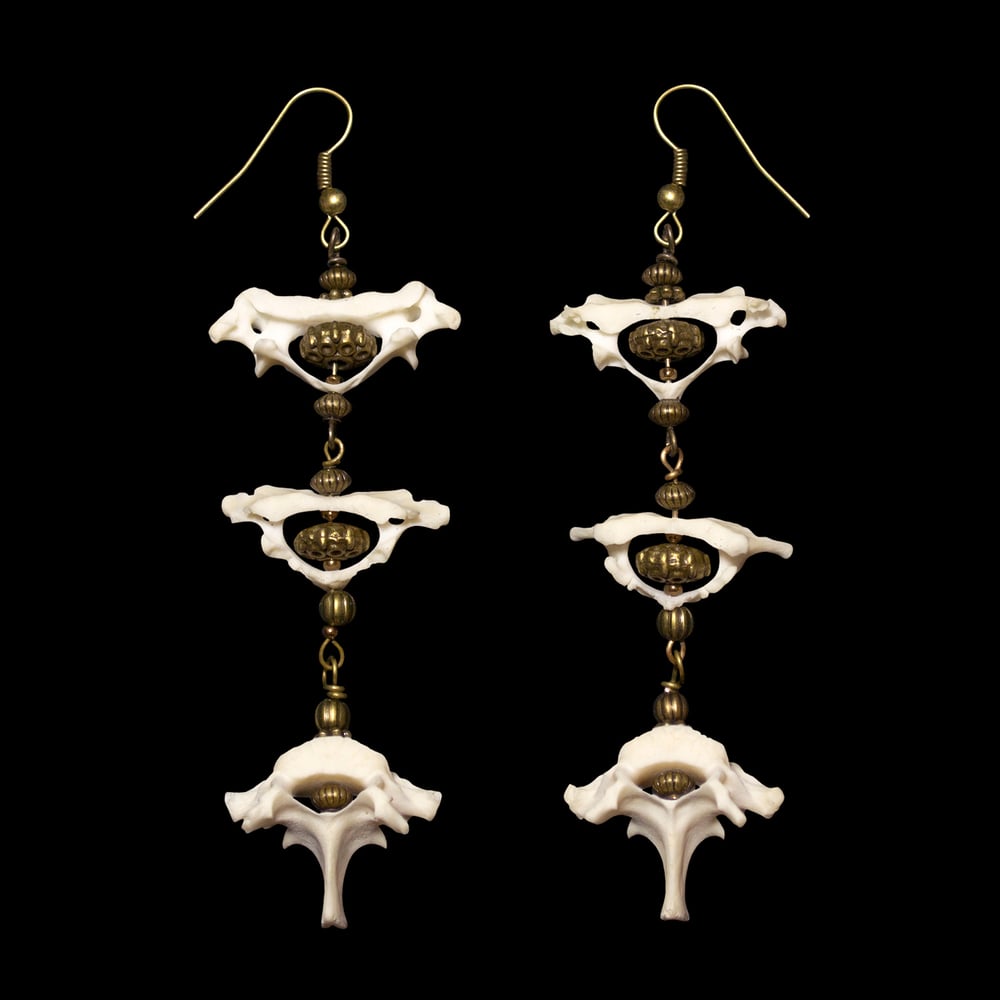 Image of Armadillo Vertebrae Earrings