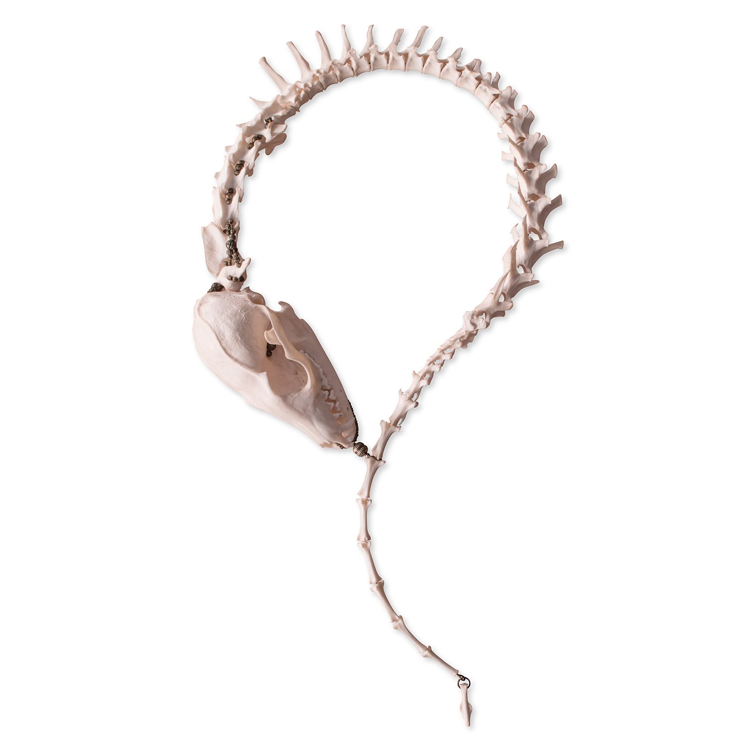 Complete Fox Spine Wrap Necklace | Ossuaria