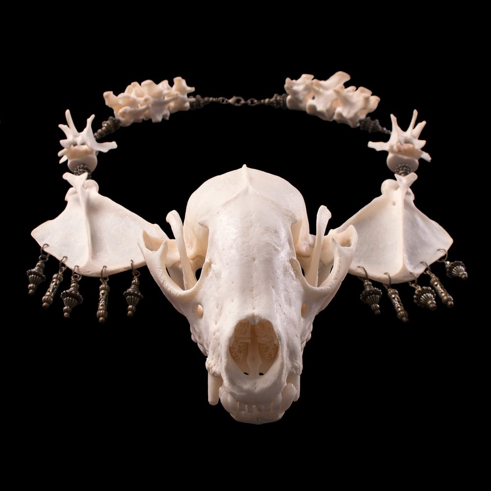Image of "Myval" Raccoon Skull Necklace