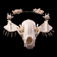 Image 5 of "Myval" Raccoon Skull Necklace