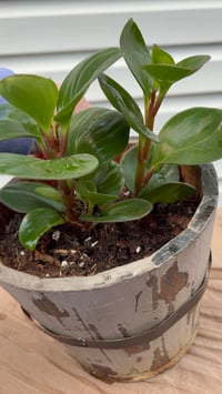 Image 2 of Baby Rubber Plant in Rustic Wooden Pot 