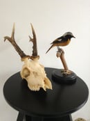 Image of Crâne de chevreuil