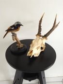 Image of Crâne de chevreuil