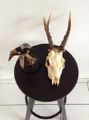 Image of Crâne de chevreuil