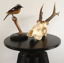 Image of Crâne de chevreuil