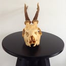 Image of Crâne de chevreuil.