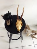 Image of Crâne de chevreuil.