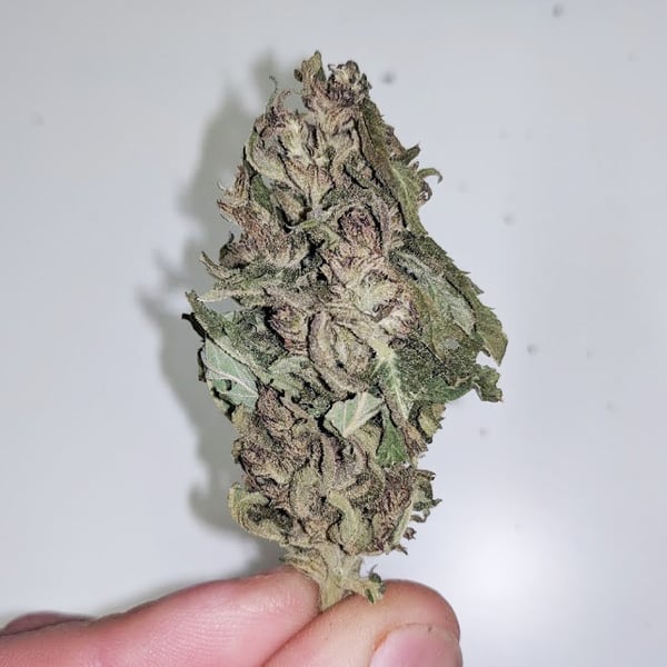 Image of Premium Hemp Flowers : CBD Candy Lemon 7.9% CBD 0.14% THC