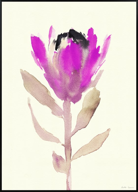 Image of Protea Pink - various sizes - prices from