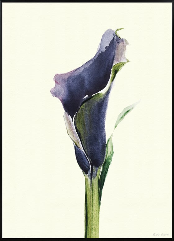 Image of Calla Nero 1 - various sizes- prices from