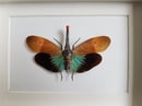 Image of Pyrops Pyrorhyncha