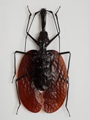Image of Mormolyce Phyllodes