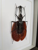 Image of Mormolyce Phyllodes