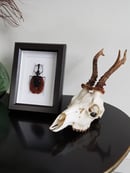 Image of Mormolyce Phyllodes