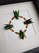 Image of Cyphogastra Calepyga & Chrysocroa Fulminans