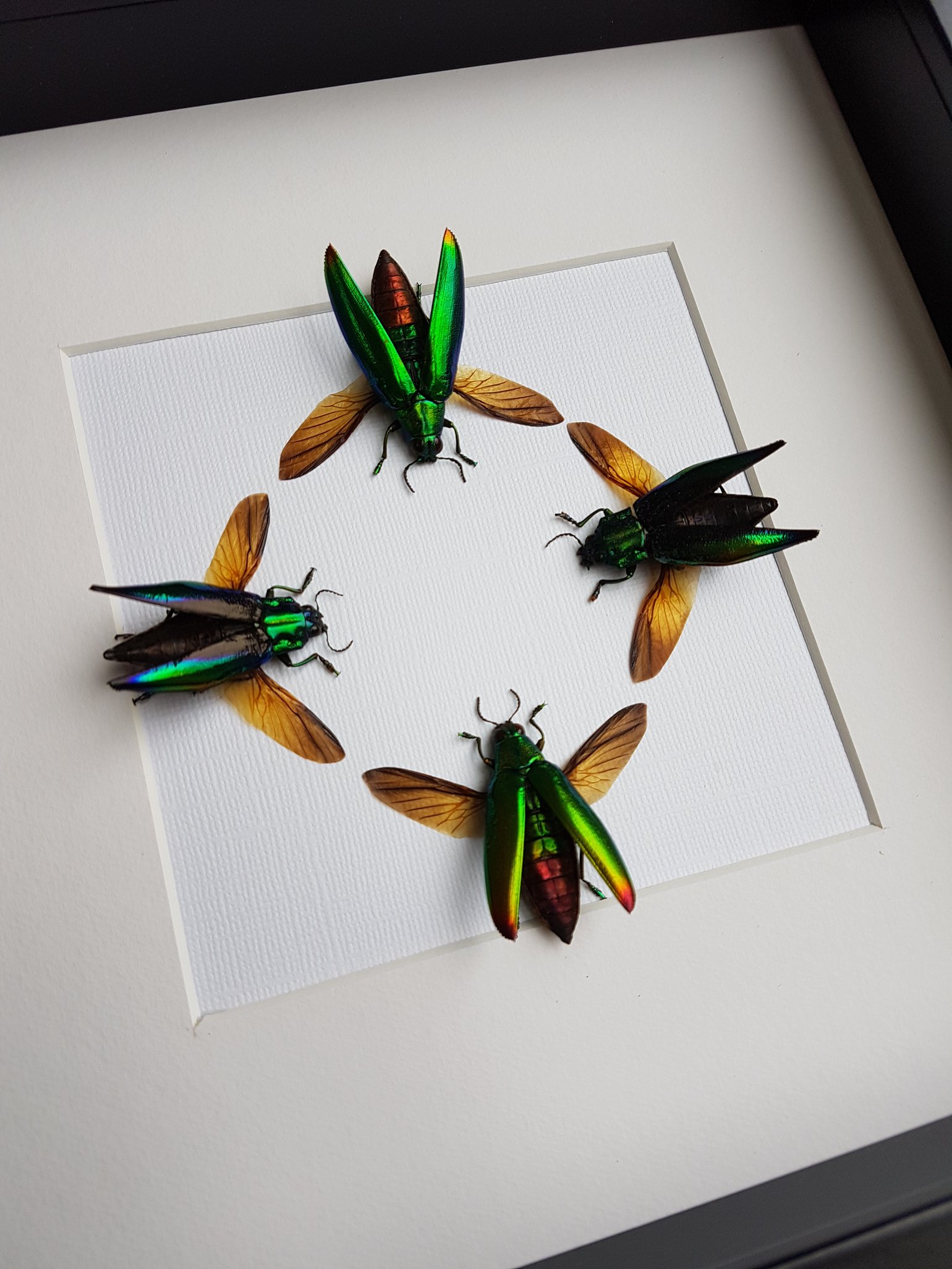 Cyphogastra Calepyga & Chrysocroa Fulminans Arca Insecta