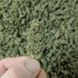 Image of   Premium Hemp CBD Flowers : Bonnie’s Cookies #3