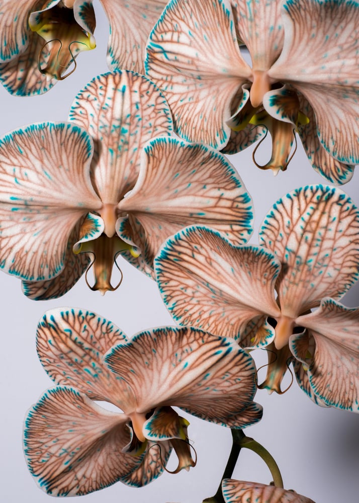 Image of Orchidée Bleue