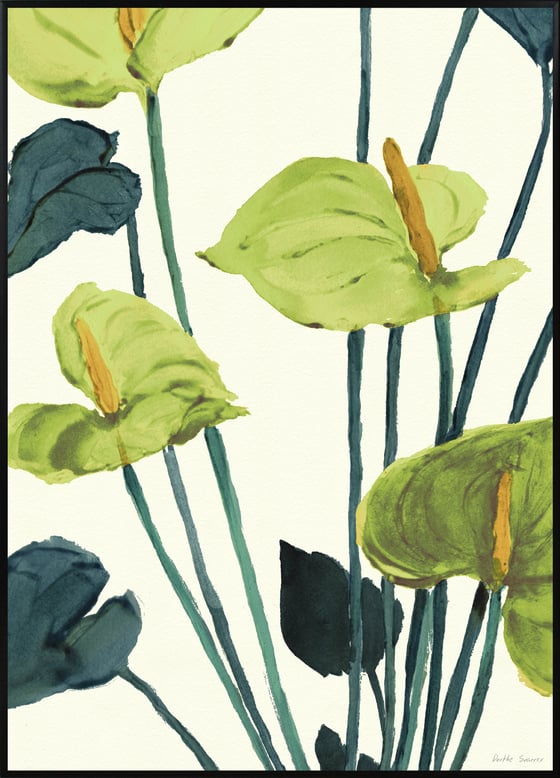 Image of  Anthurium Green - various sizes - prices from