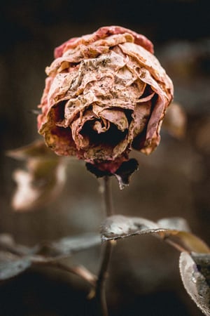 Image of Vintage spring rose 