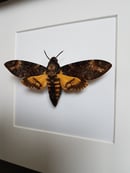 Image of Acherontia Atropos