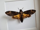 Image of Acherontia Atropos