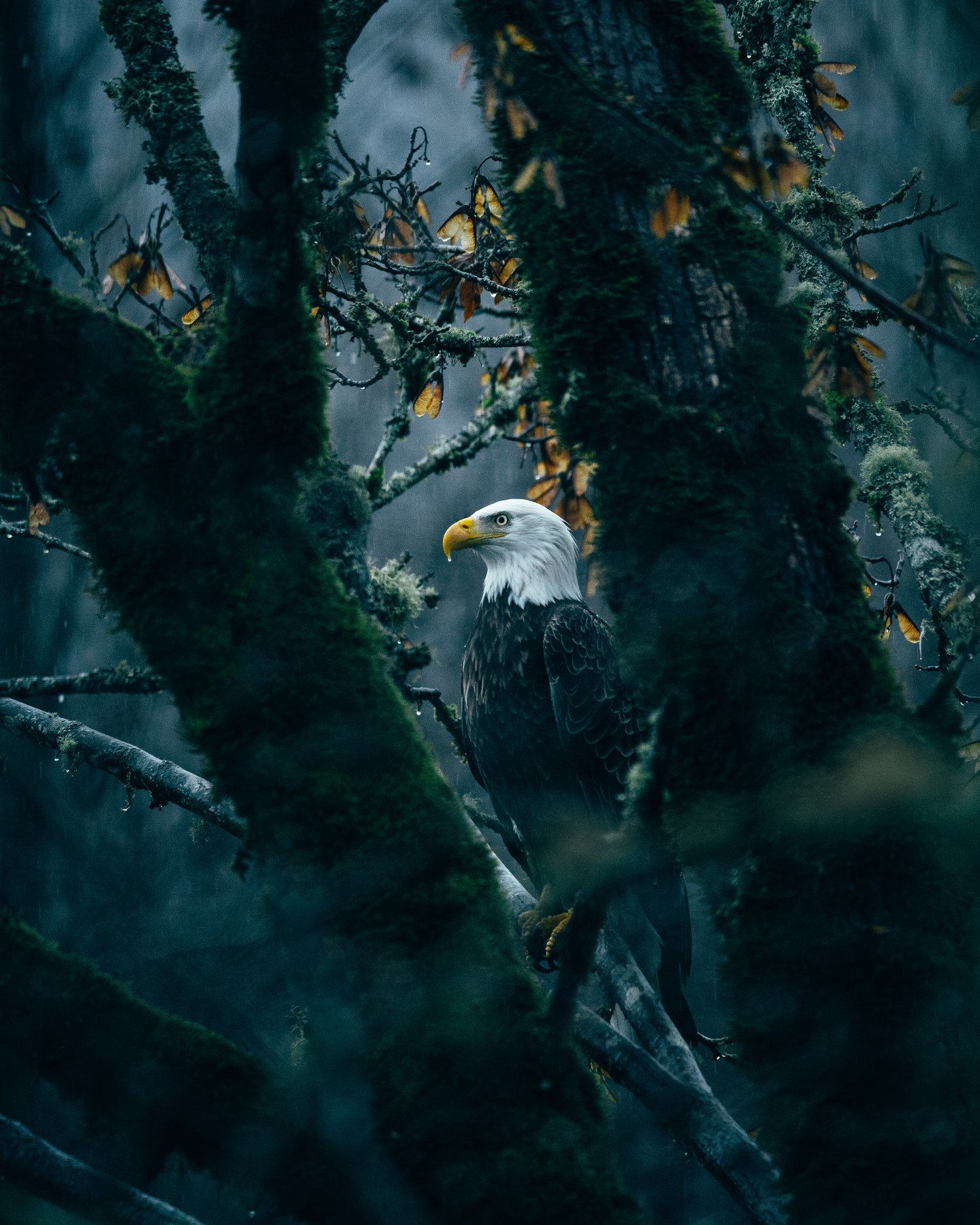 Image of Eagle