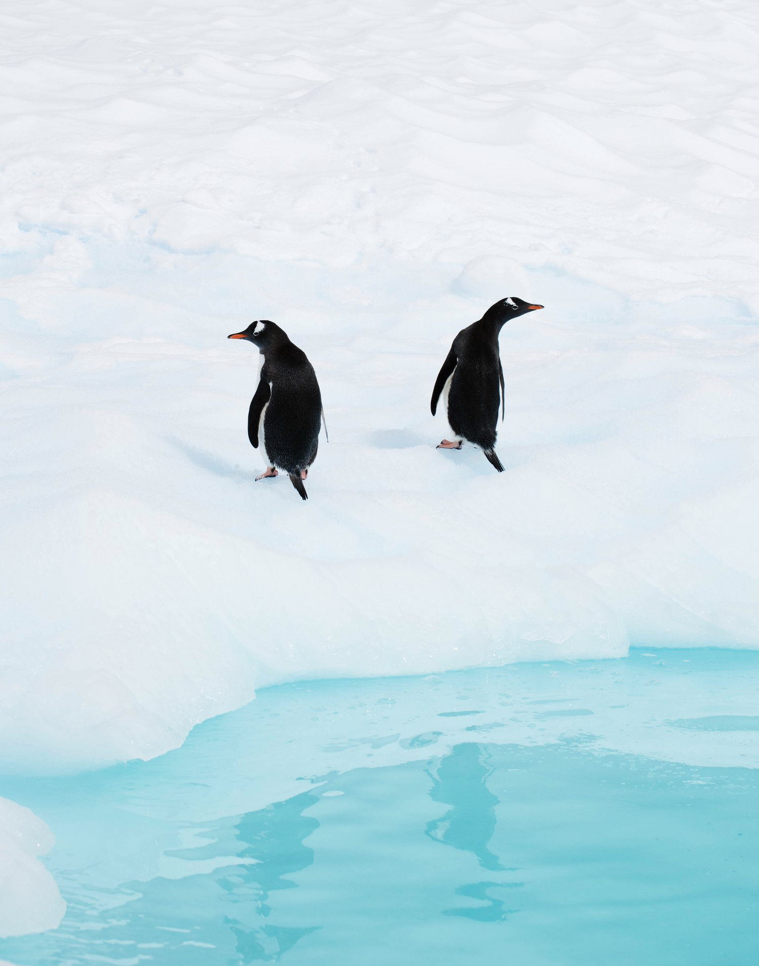 Image of Gentoo Penguin Pair