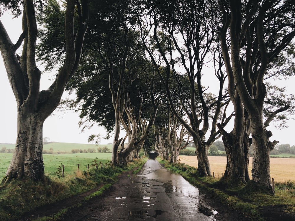 Image of Dark Hedges