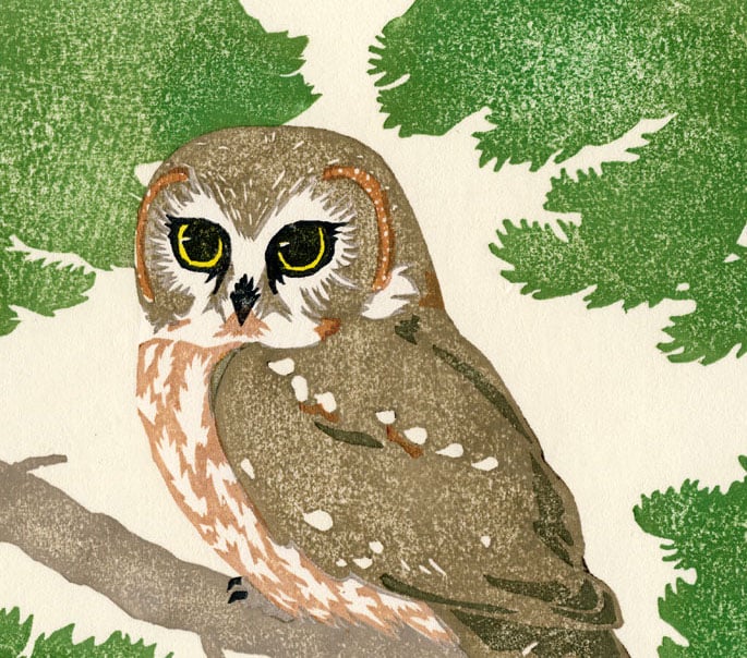 Image of Northern saw-whet owl