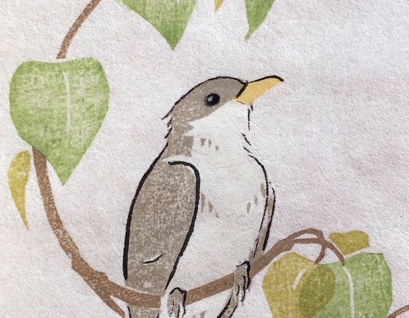 Image of Yellow-billed cuckoo (cottonwood)