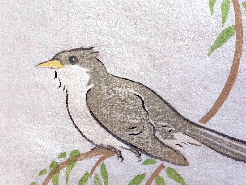 Image of Yellow-billed cuckoo (willow)