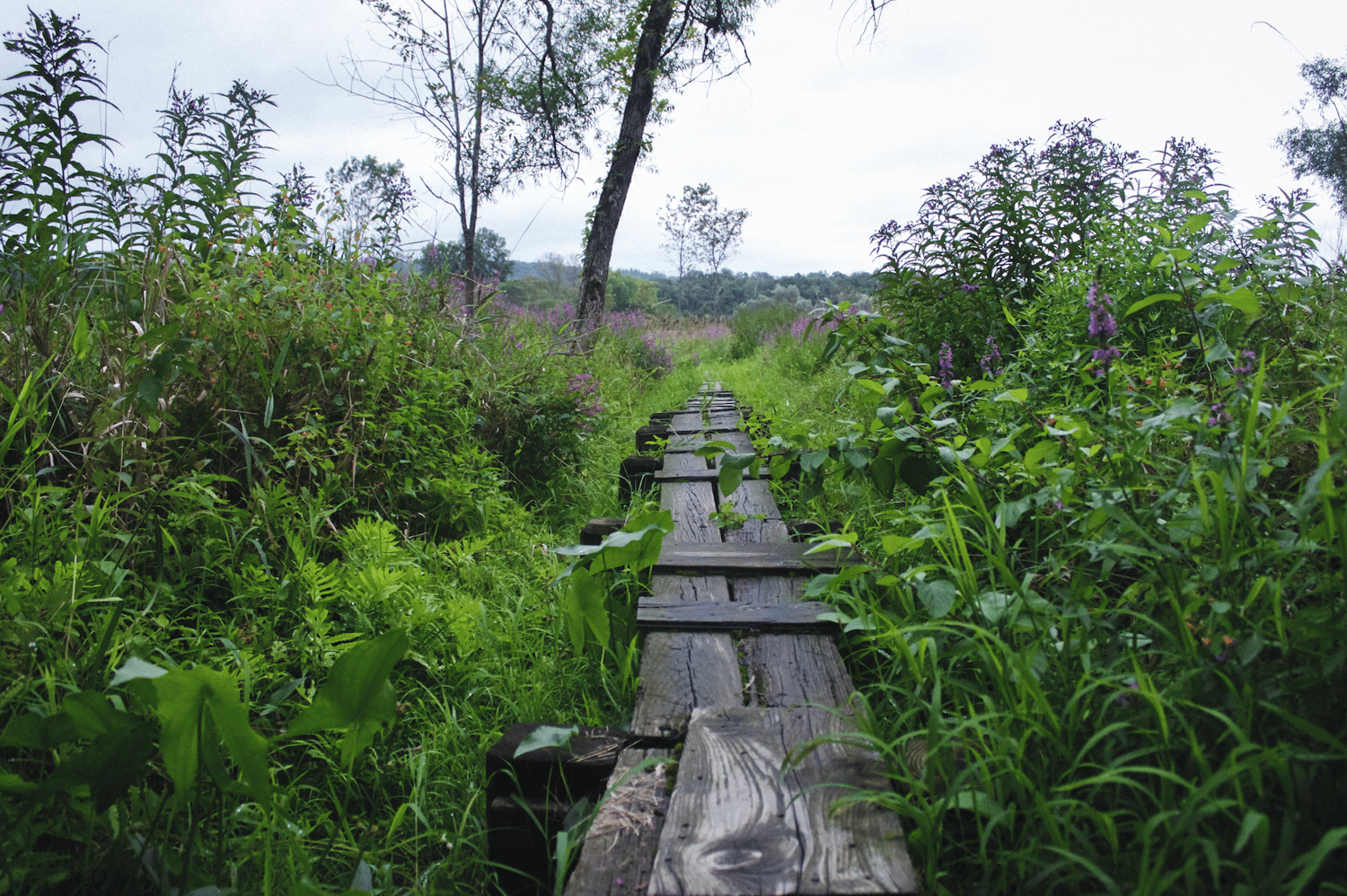 Image of Overgrown Appalachian Trail
