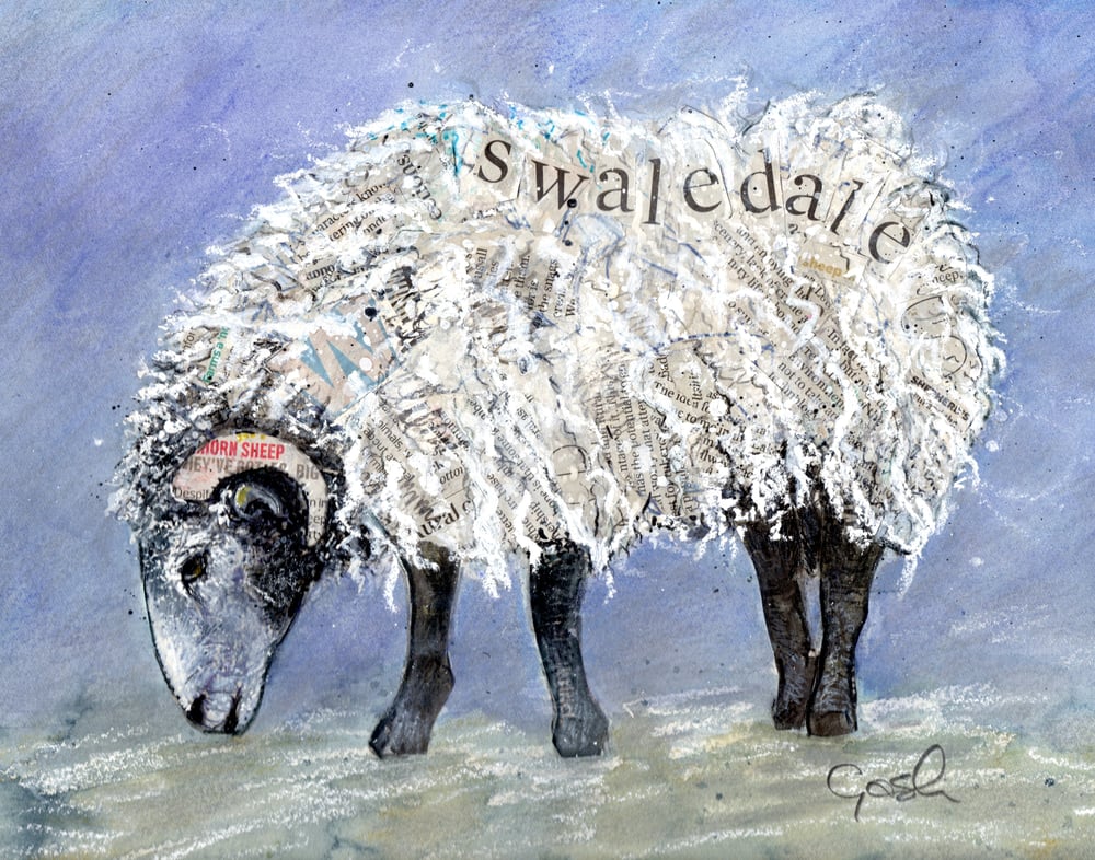 Image of Swaledale blank greeting card