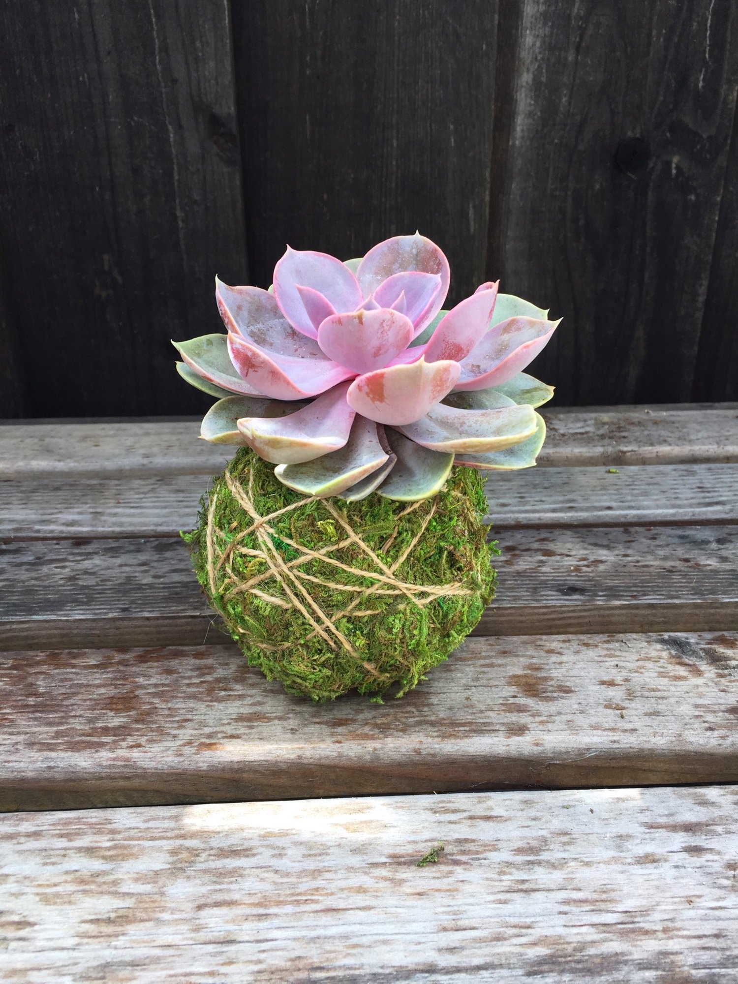 Image of Made to order: Succulent Kokedama