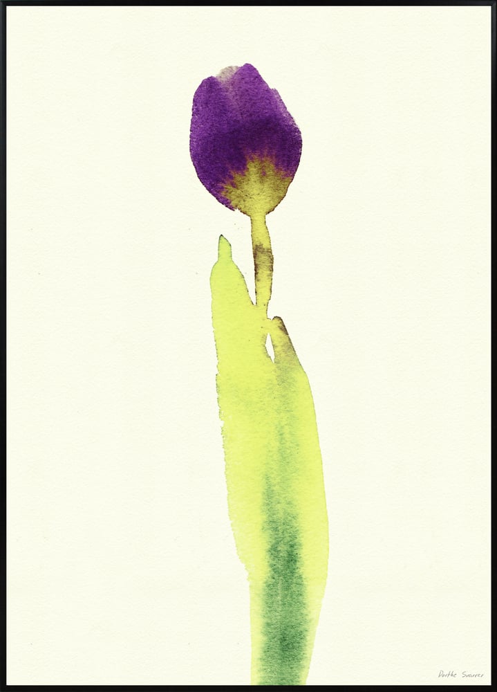 Image of Tulipa Stem A3 No.3016