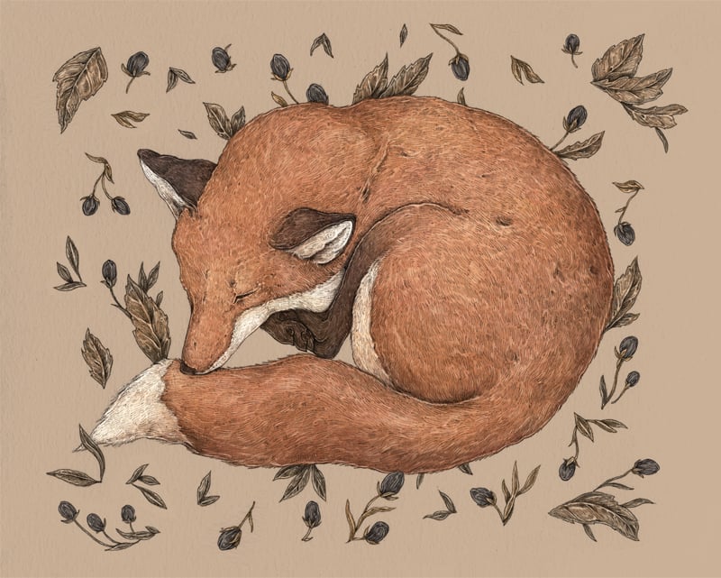 Image of Sleeping Fox Print