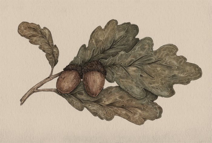 Image of Acorns Print