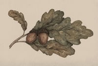 Acorns Print