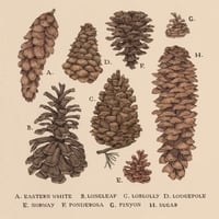 Pinecones Print