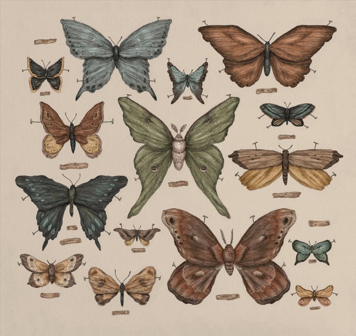 Image of Butterflies and Moths Print