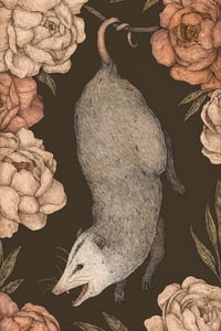 The Possum and Peonies Print