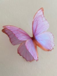 Image 2 of Cali (Larger size butterfly)