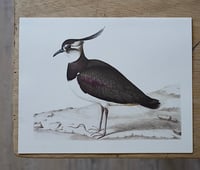 Image 7 of Planches De Bestiaire Du Muséum D'histoire Naturelle - les oiseaux
