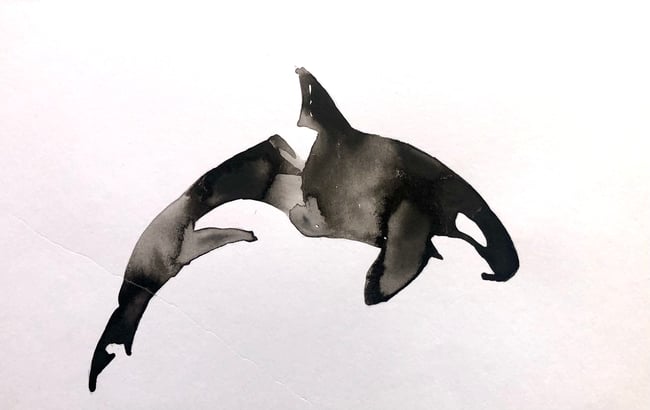 Orca 