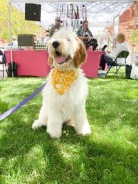 Image 5 of Cow Dog Bandana