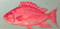Red Snapper     12x24